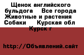 Щенок английского бульдога  - Все города Животные и растения » Собаки   . Курская обл.,Курск г.